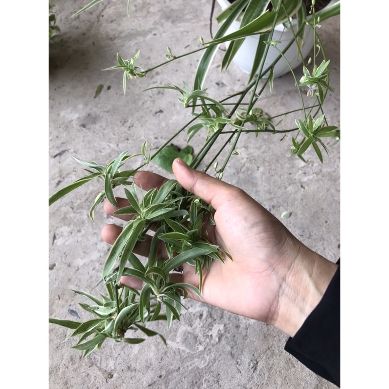 caykiengsadec cỏ Lan chi nhện + tặng phân bón - hoa kiểng lá - cây phong thủy - trang trí nội thất
