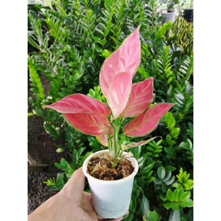 Cây vạn lộc đỏ, cây hồng phát lộc