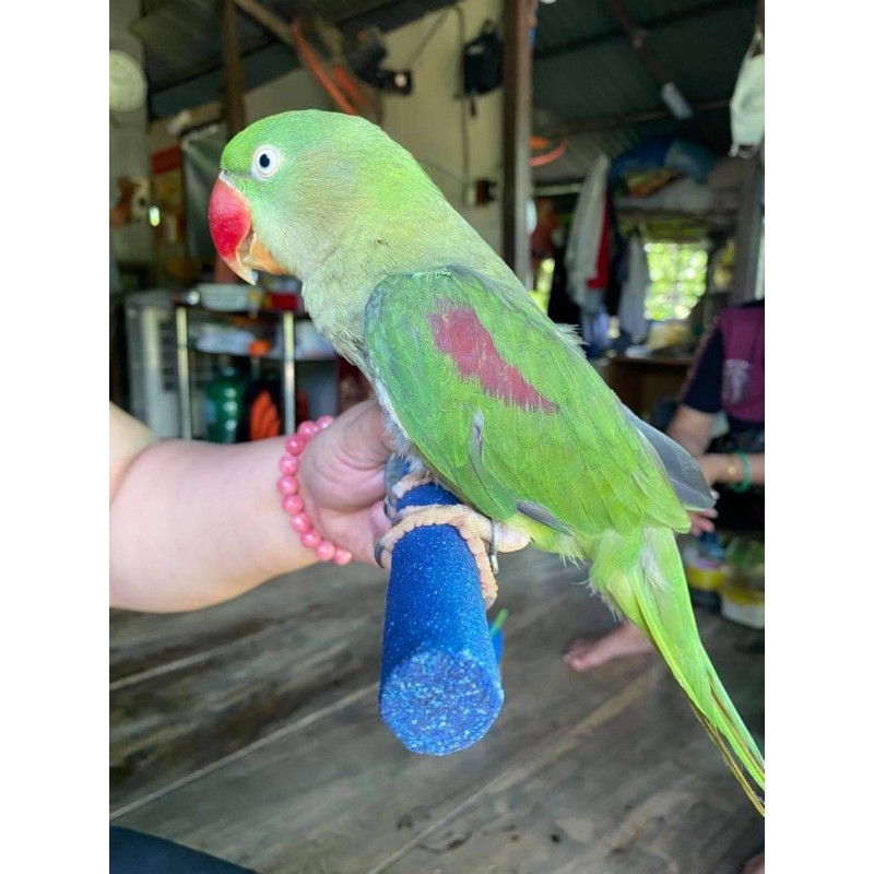 Cầu mài móng cho vẹt màu ngẫu nhiên.