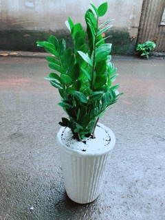 Chậu Kim Tiền Size Đại