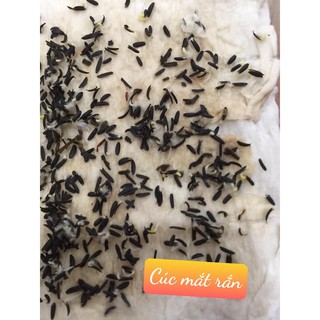 150 Hạt Cúc Chỉ Duyên (Cúc mắt rắn)