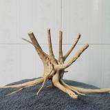 Lũa đỗ quyên mua theo kg-Aqua__boy