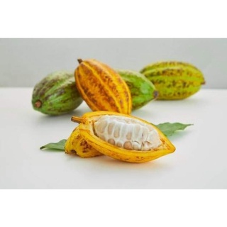 cacao tươi 20k 1kg