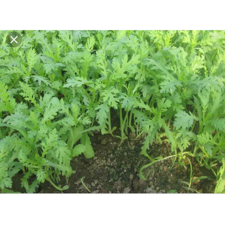 Hạt giống tần ô cải cúc - gói 20 gram