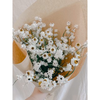 THEJASSTORIES| HOA KHÔ - CÚC Winged Everlasting (Bó to)