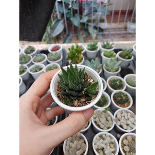 Sen đá móng rồng pháp