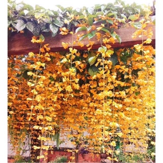 Cây leo lan hoàng dương