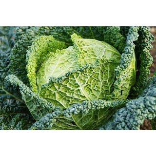 [Hạt giống Nga] Bắp cải xoăn savoy Nga (Gói zin khoảng 20 hạt)