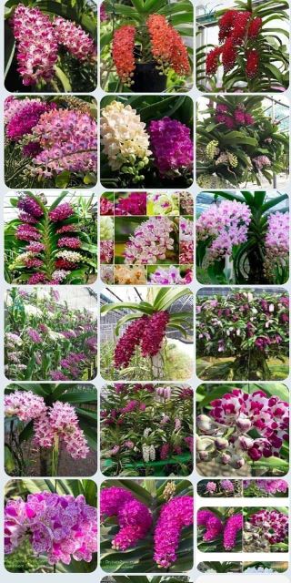 Đai châu  chuẩn bị  hoa đủ màu