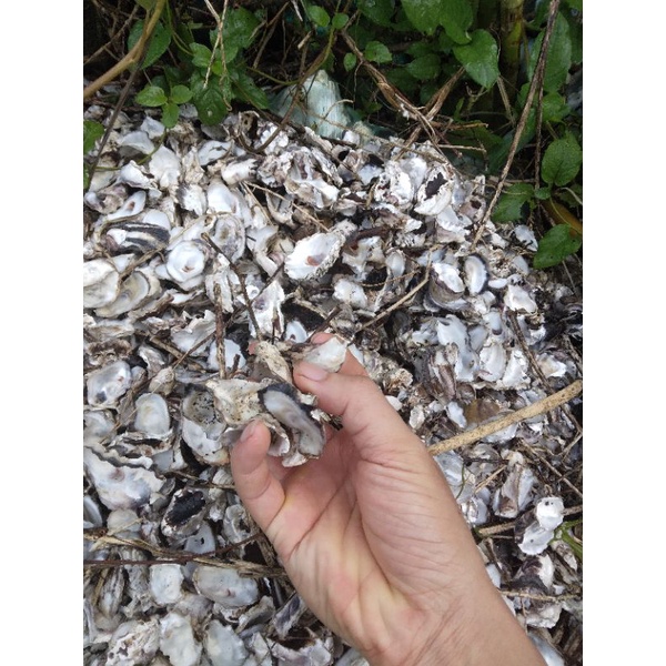 vỏ hàu khô ion cho bể cá