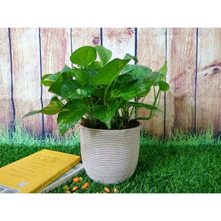 Cây Trầu Bà Xanh-Mang  May mắn, Thành Đạt, Bình An