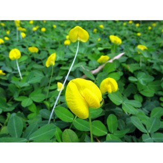 Hạt giống cây lạc dại 100g