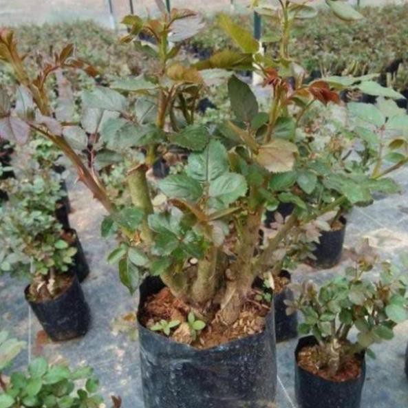 GỐC HOA HỒNG ĐẠI, HỒNG NGOAI RẼ TRẦN ,ĐÃ KÍCH RỄ, HOA SIÊU ĐẸP ĐỦ MÀU, ĐẢM BẢO Y HÌNH, TỶ LỆ SỐNG RẤT CAO