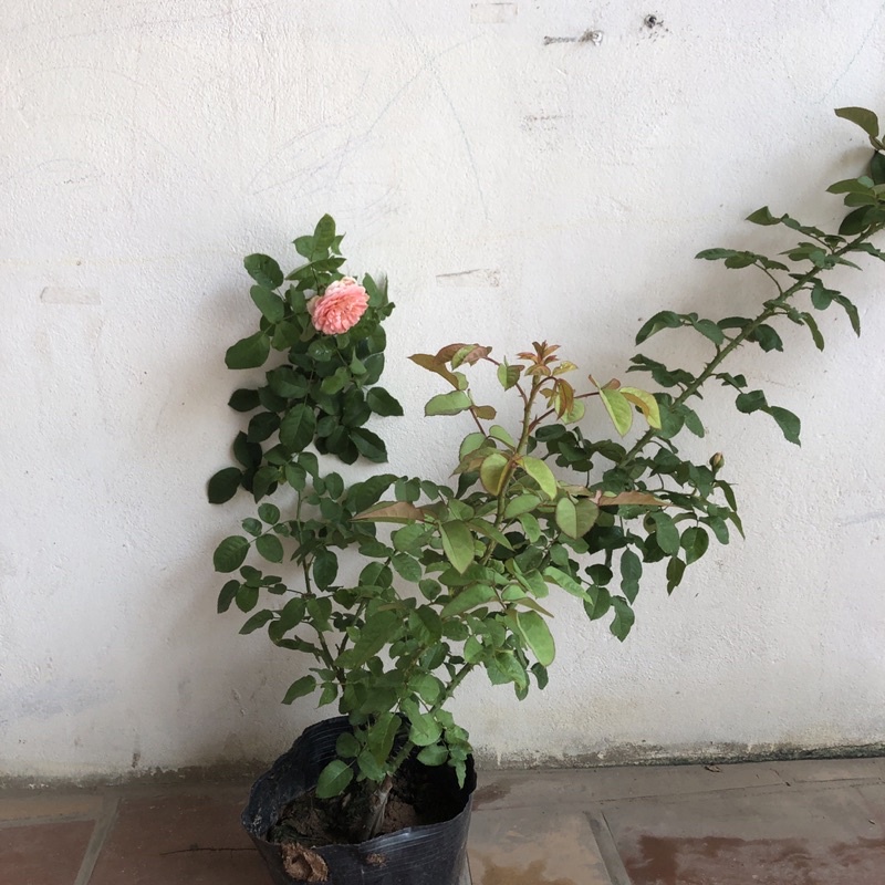 Sỉ 1 cây hoa hồng leo moncour hồng dễ thương dễ trồng