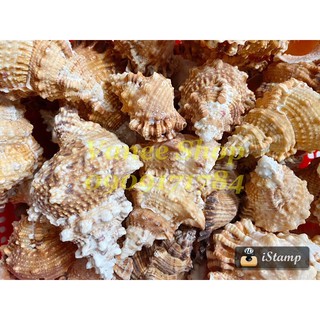 Vỏ tù và gai