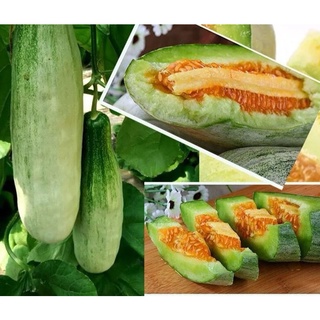 Hạt giống dưa lê chuối gói 20 hạt