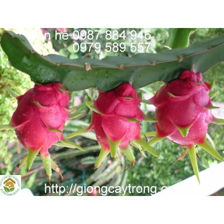 CÂY GIỐNG THANH LONG RUỘT TRẮNG
