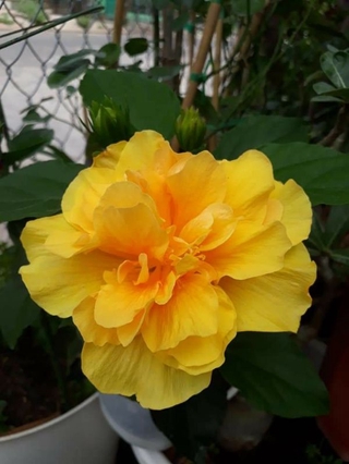 Cây bụt kép vàng