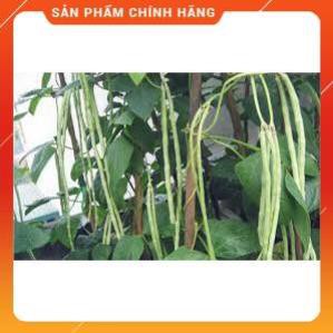 HẠT GIỐNG ĐẬU ĐŨA CAO SẢN