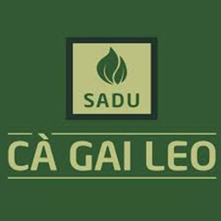 RỄ CÀ GAI LEO