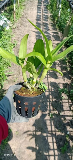 Hoa lan denro chớp kim cương