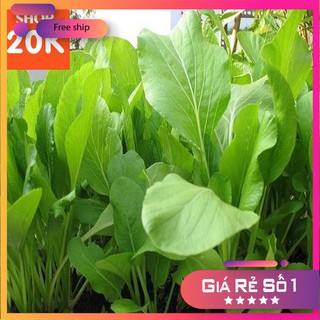 Hạt giống Rau Cải ngọt (20g)