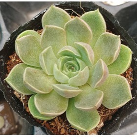 Combo 03 sen đá Đế vương hồng- Hàng thuần, siêu dễ trồng, LỖI 1 ĐỔI 1