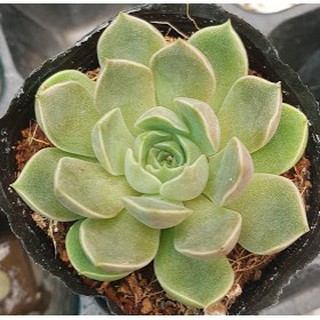 sen đá Đế vương hồng