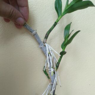 Châu như bệt lưỡi đỏ _ ki