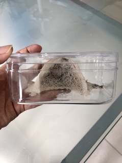 10gr yến thô (loại còn lông)