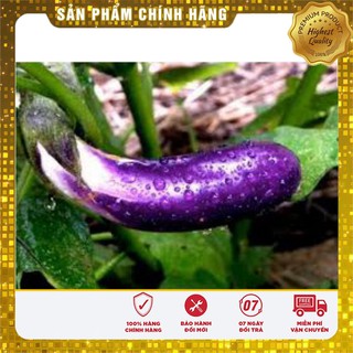 Hạt Giống Cà Tím Dài (2 gr)