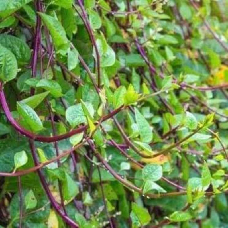 Hạt giống rau mồng tơi tím  .