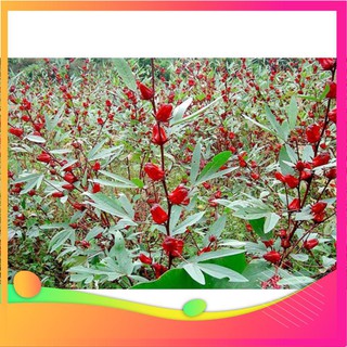 Hạt Giống Atiso Đỏ - 10 Hạt VIETGAR