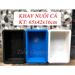 Khay Nuôi Cá KT: 65x42x16cm (chỉ giao hỏa tốc Sài Gòn)