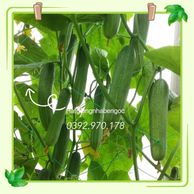 Hạt Giống Dưa Leo F1