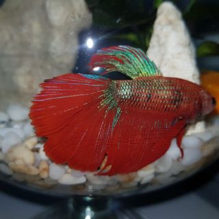 Bể cá mini