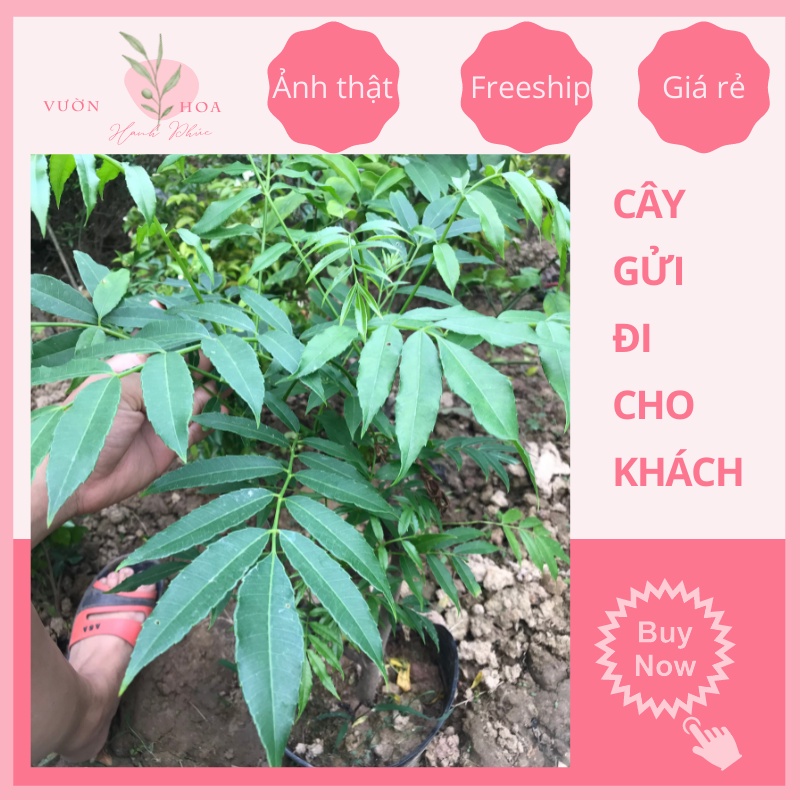 Cây cóc thái lùn cao 50cm ra trái siêu sớm, quả quanh năm, ảnh thật, lỗi 1 đổi 1