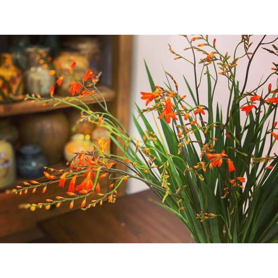 Dơn lúa (hoa tươi)- Giao nội thành Hà Nội