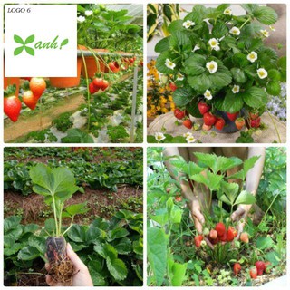 Hạt giống dâu tây đỏ chùm f1