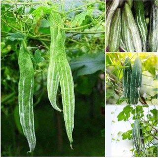 Bộ 3 gói hạt giống lạc lày Mướp mèo mướp nhật - Tặng 1 gói phân bón