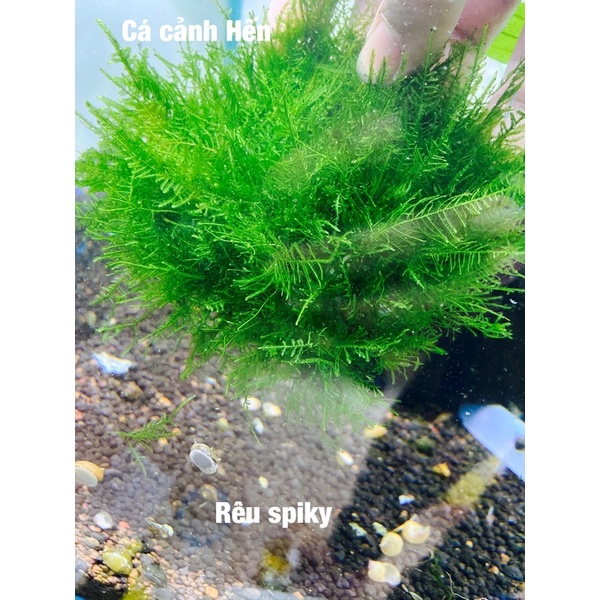 Rêu Minispiky thuỷ sinh siêu khoẻ và đẹp. dễ sống không cần đất nền