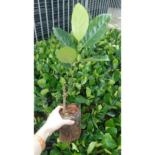 Cây Giống Mít MALAYSIA Quả Siêu Dài - Trái To Siêu Năng Suất