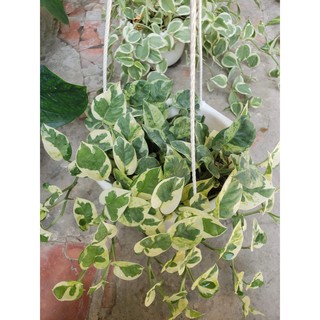 Trầu bà ngọc bích