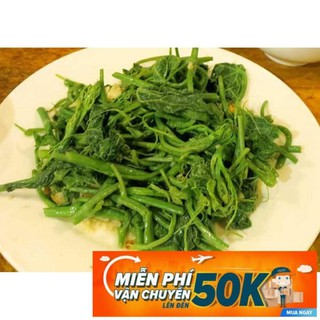 10g Hạt giống Bí Siêu Đọt Và Bông (tặng gói kích nẩy mầm và hướng dẫn)