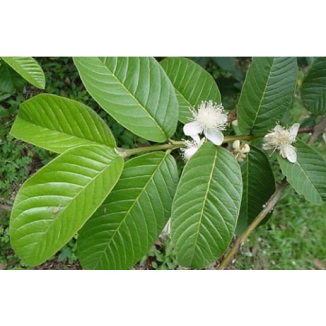 100g lá ổi tươi