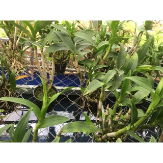 Lan Đen-rô, Da-da Màu