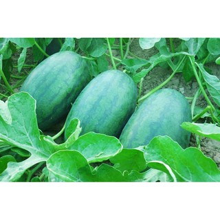 HẠT GIỐNG DƯA HẤU ĐỎ