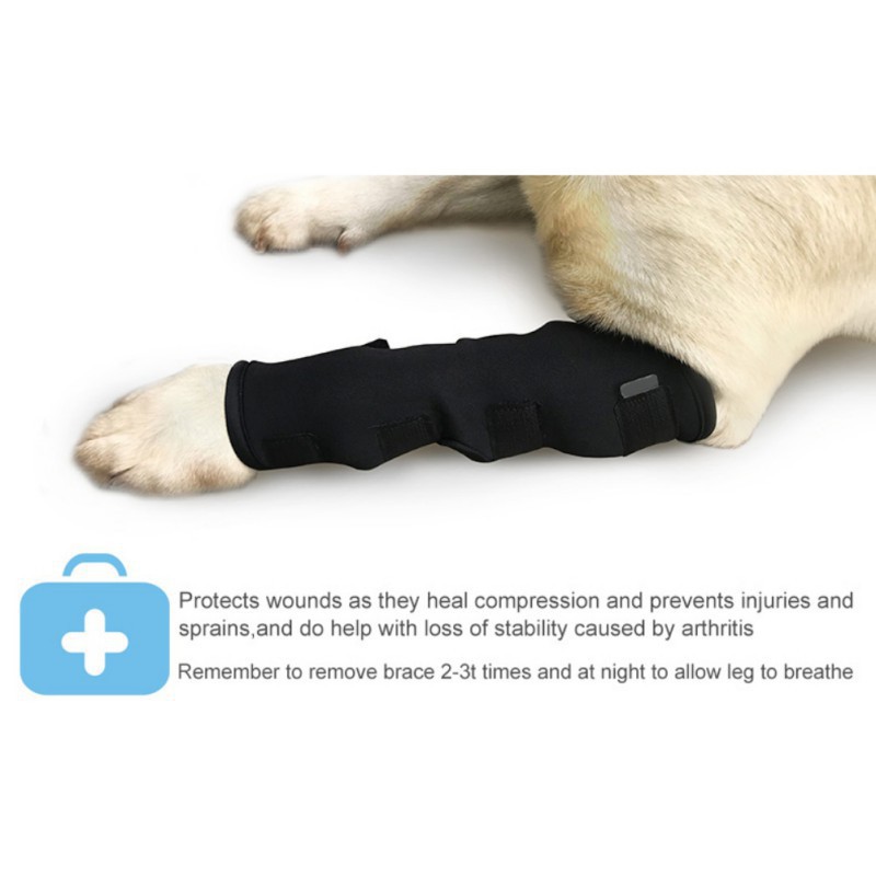 Băng bảo vệ và phục hồi chấn thương ở chân cho chó