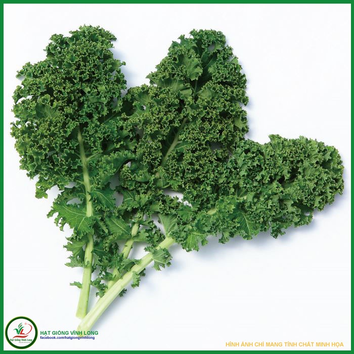 Hạt giống Cải Kale  TN 69