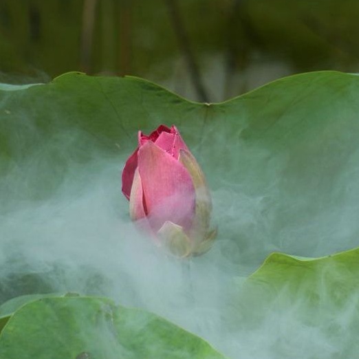 Máy phun khói mini